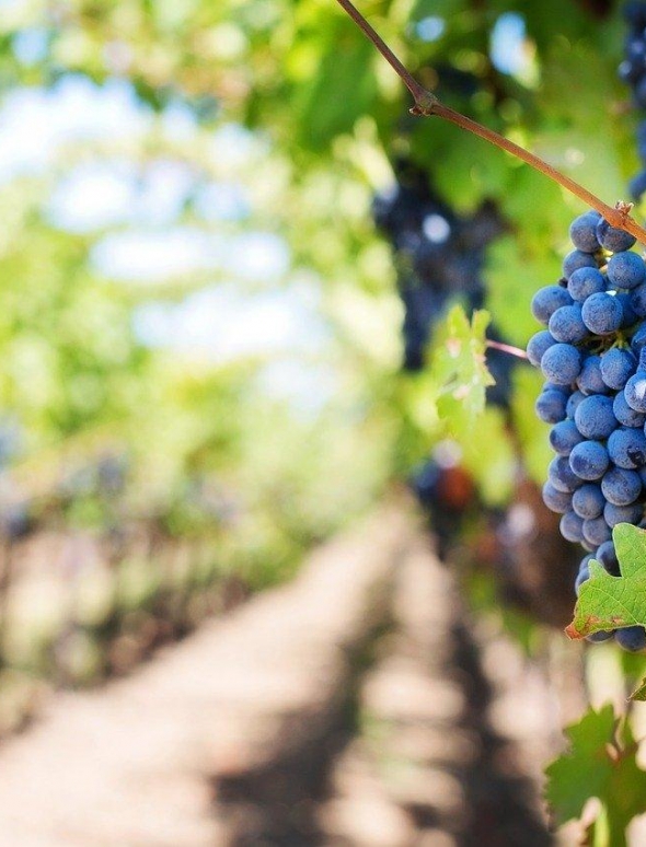purple-grapes-553463-1280
